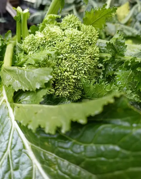 Broccoletti dell'Orto