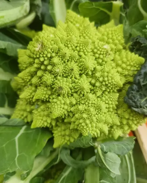 Broccolo Romano Produzione KM0