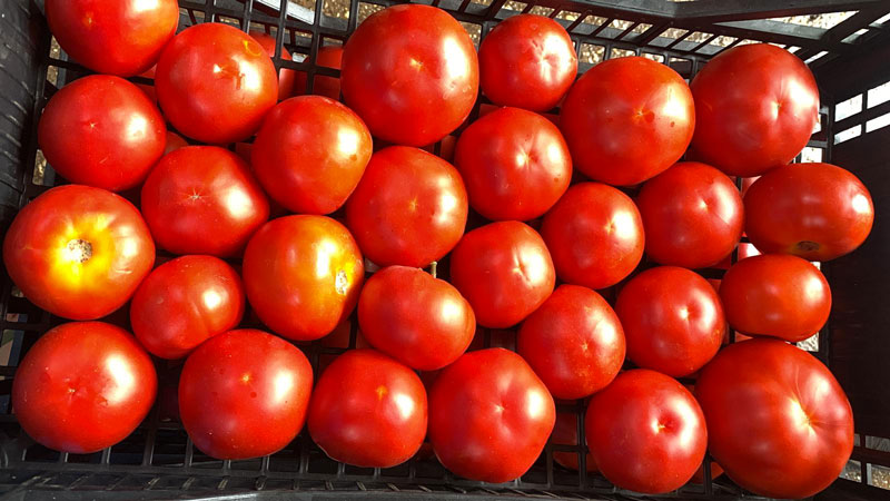 Cassetta pomodori da riso a domicilio