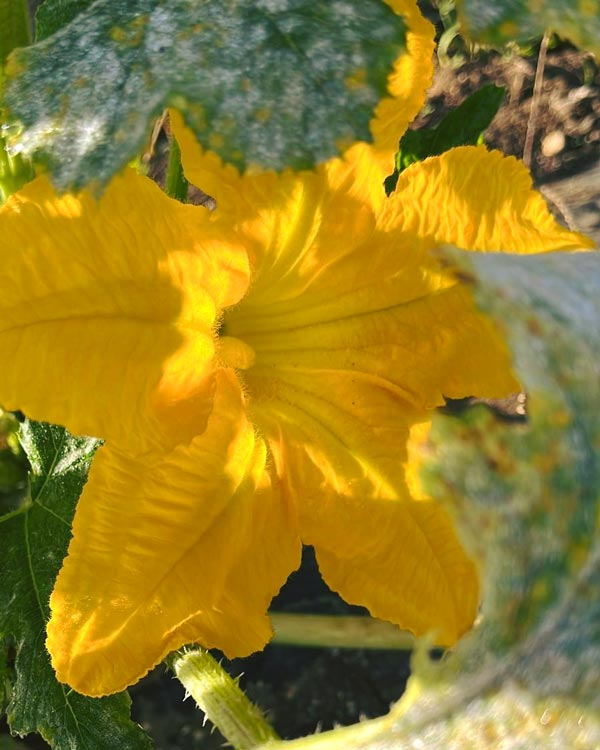 fiori di zucca in autunno