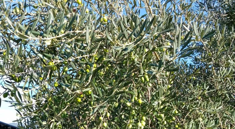 olio evo della sabina