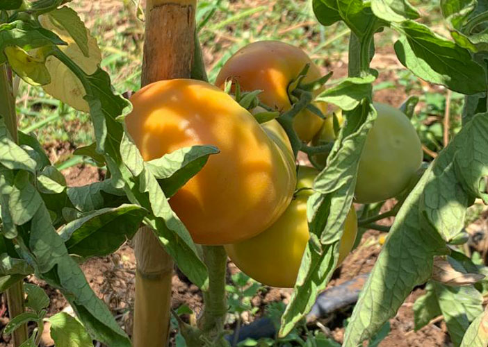 Pomodori da Riso