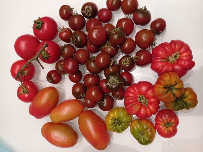 Pomodori a domicilio Roma e provincia