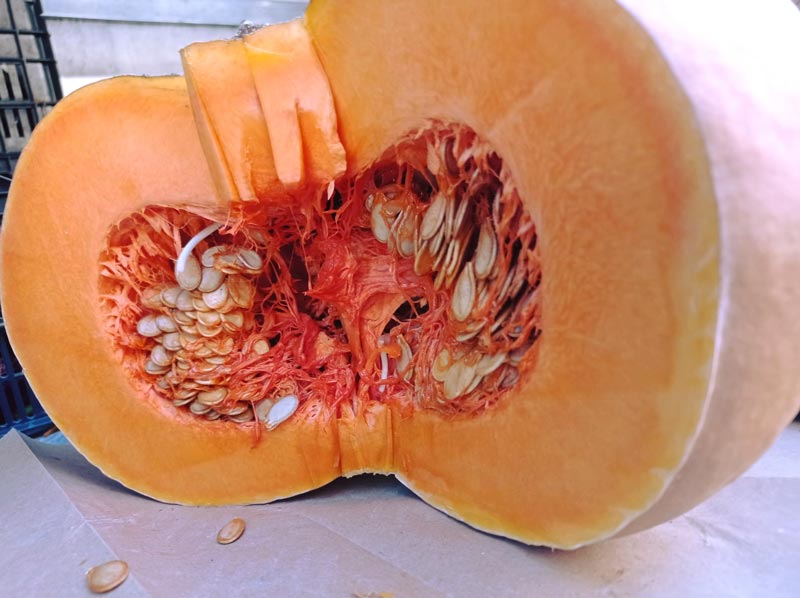 Zucca autunno 2022