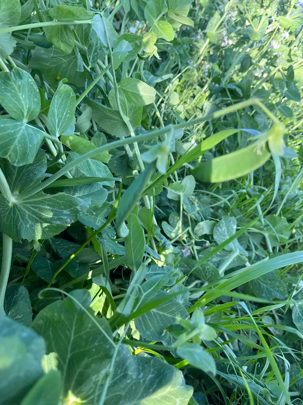 Pianta di Piselli il Mio Orto a Casa Tua