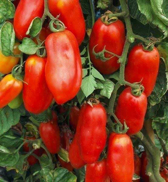 Cassetta di Pomodori San Marzano a Km zero a Roma