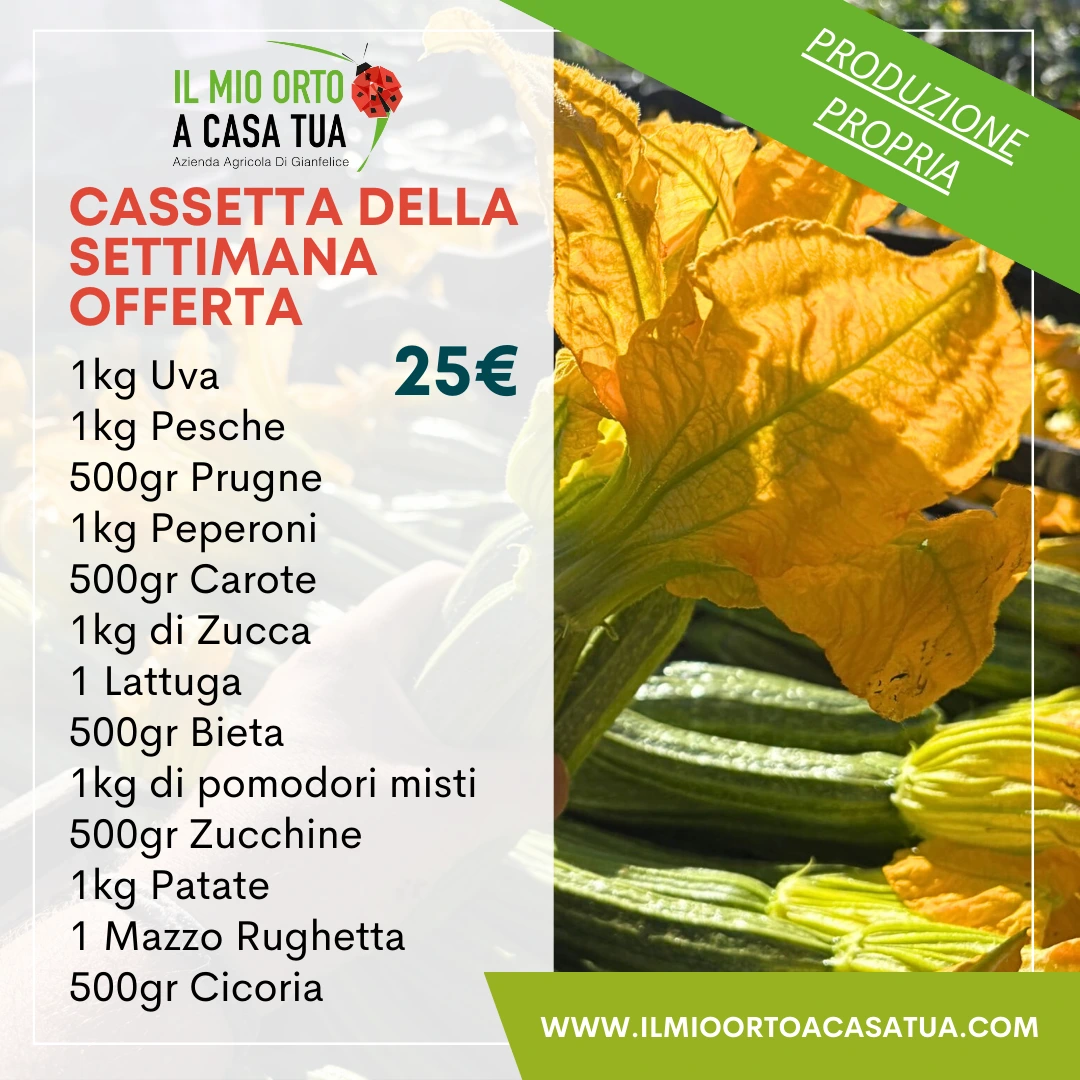 Cassette frutta e verdura in offerta
