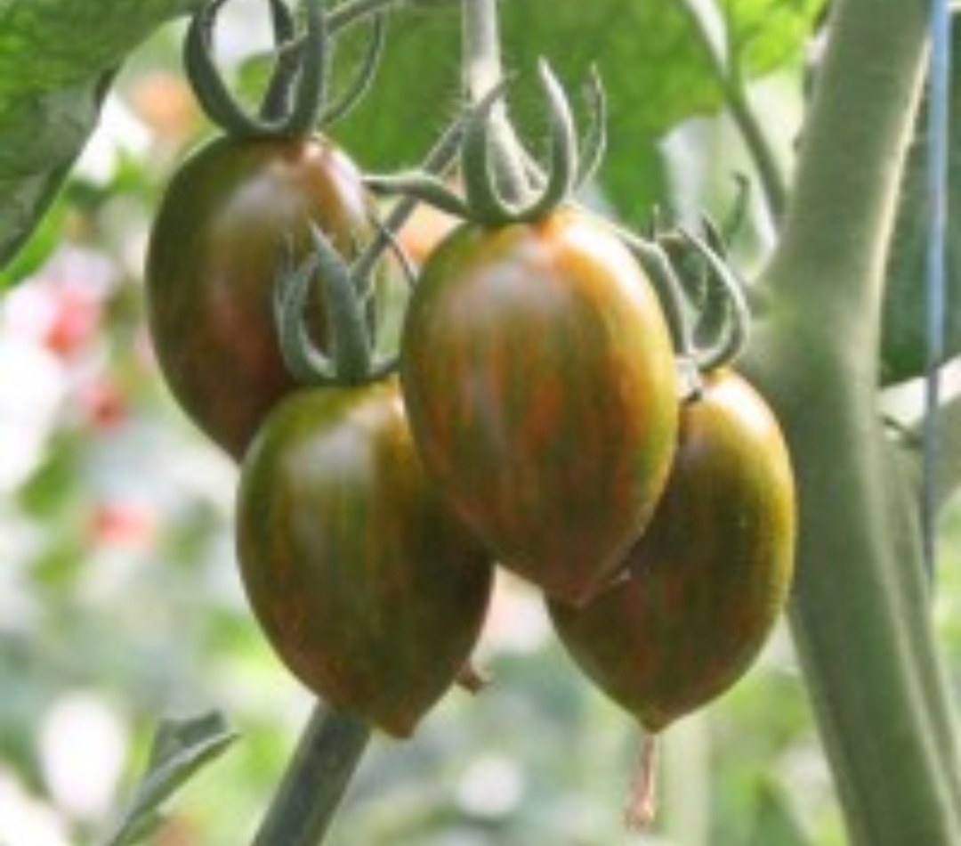 Pomodoro Zebrino e altra verdura a domicilio Roma