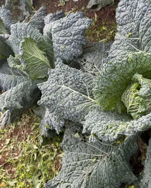 verza Il Mio Orto a Casa Tua