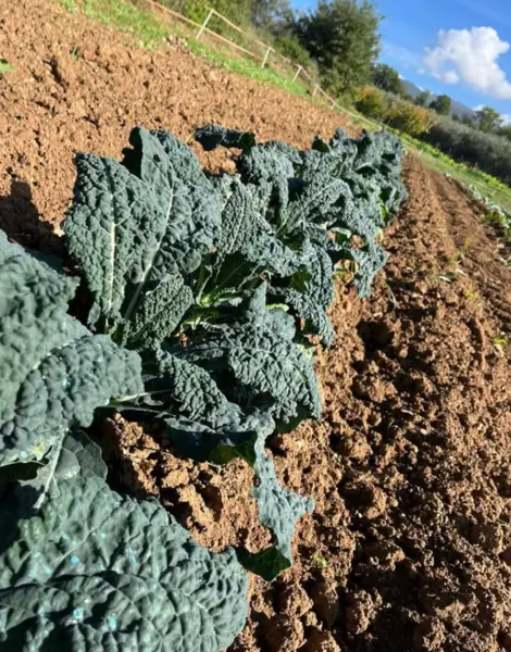 Cavolo Nero