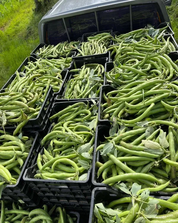 Frutta e verdura di Maggio