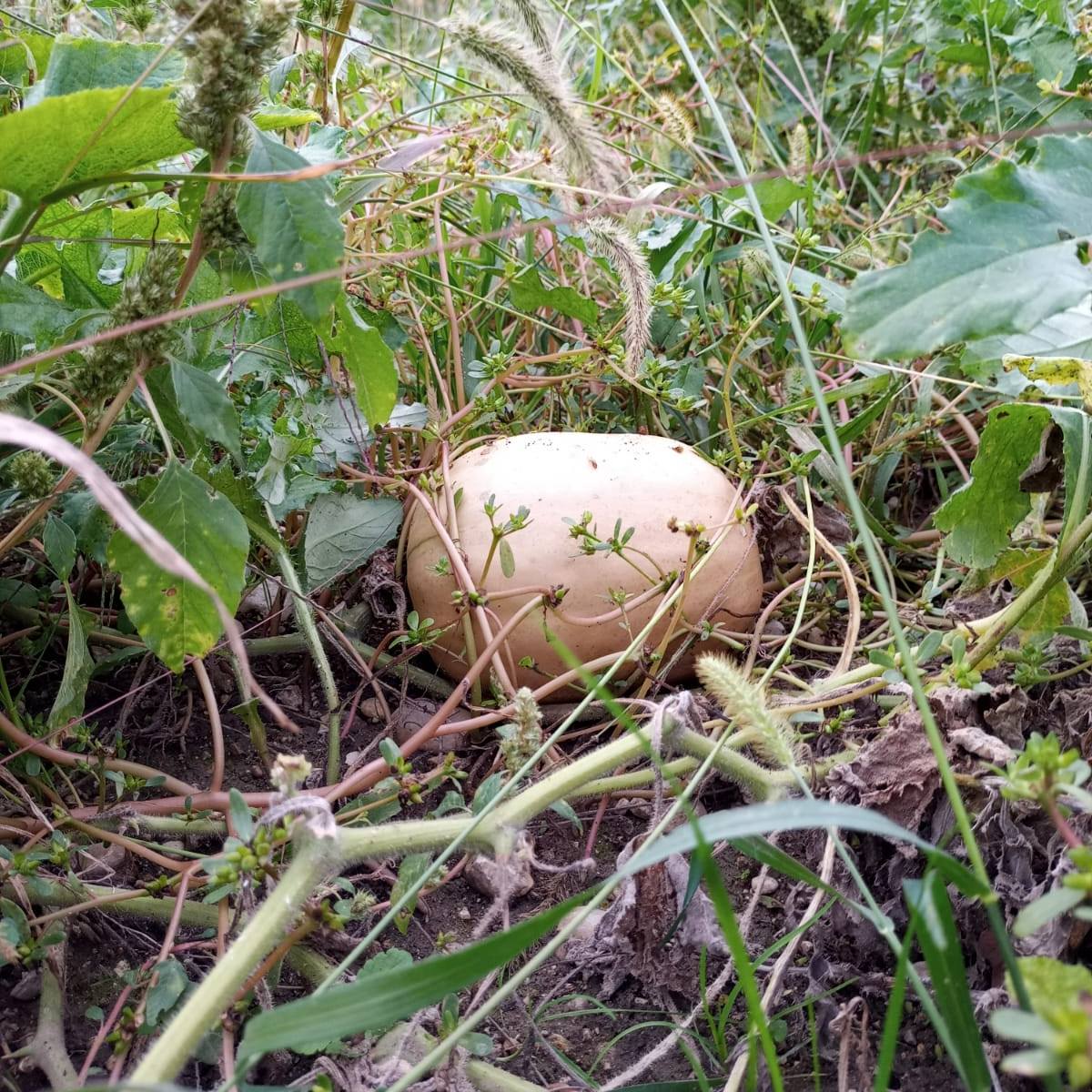 La zucca: perodicità, proprietà e qualità