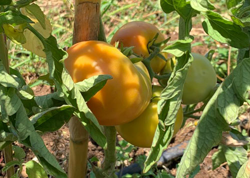 Quali pomodori scegliere per preparare i pomodori con il riso