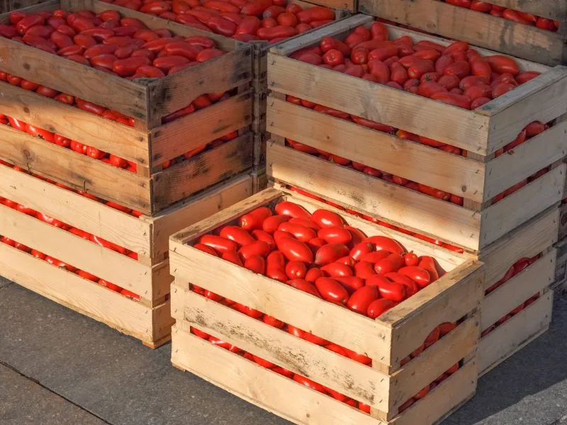 Sono disponibili finalmente i pomodori da salsa