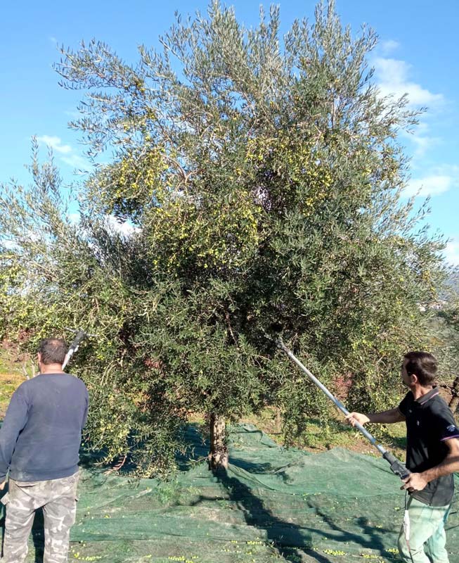 raccolta olive azienda agricola