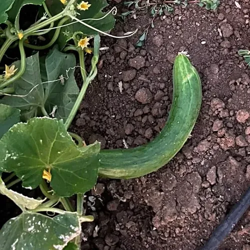 cetrioli di nostra produzione