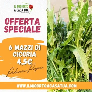 Cicoria 6 Mazzi