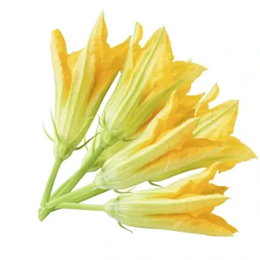 Fiori DI Zucca