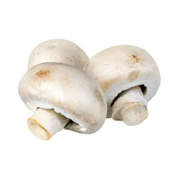 Funghi Champignon