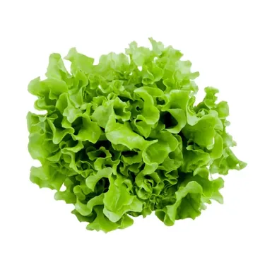 Insalata Gentilina