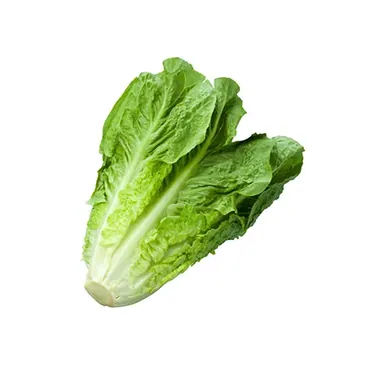 Lattuga