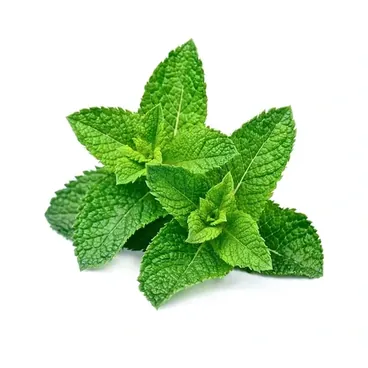 Menta