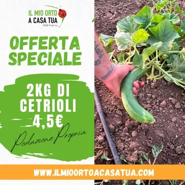 2kg di Cetrioli in offerta