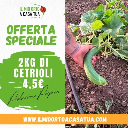 offerta cetrioli