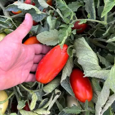 Pomodori San Marzano Da Sugo