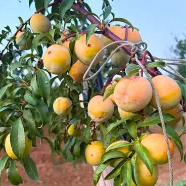 Prugne Gialle