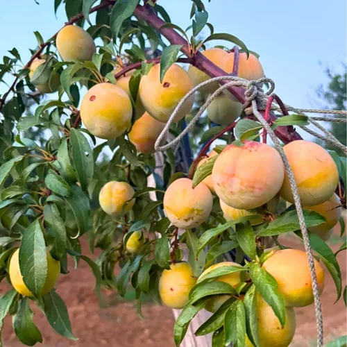Prugne Gialle - Frutta a Domicilio Roma