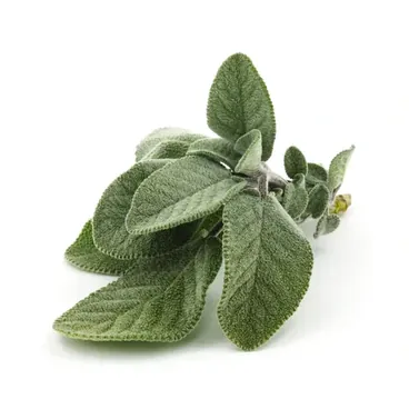 Salvia